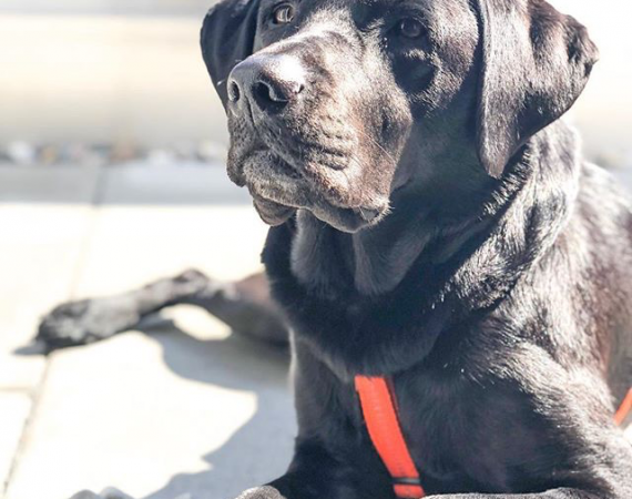 Hund auf der Terrasse